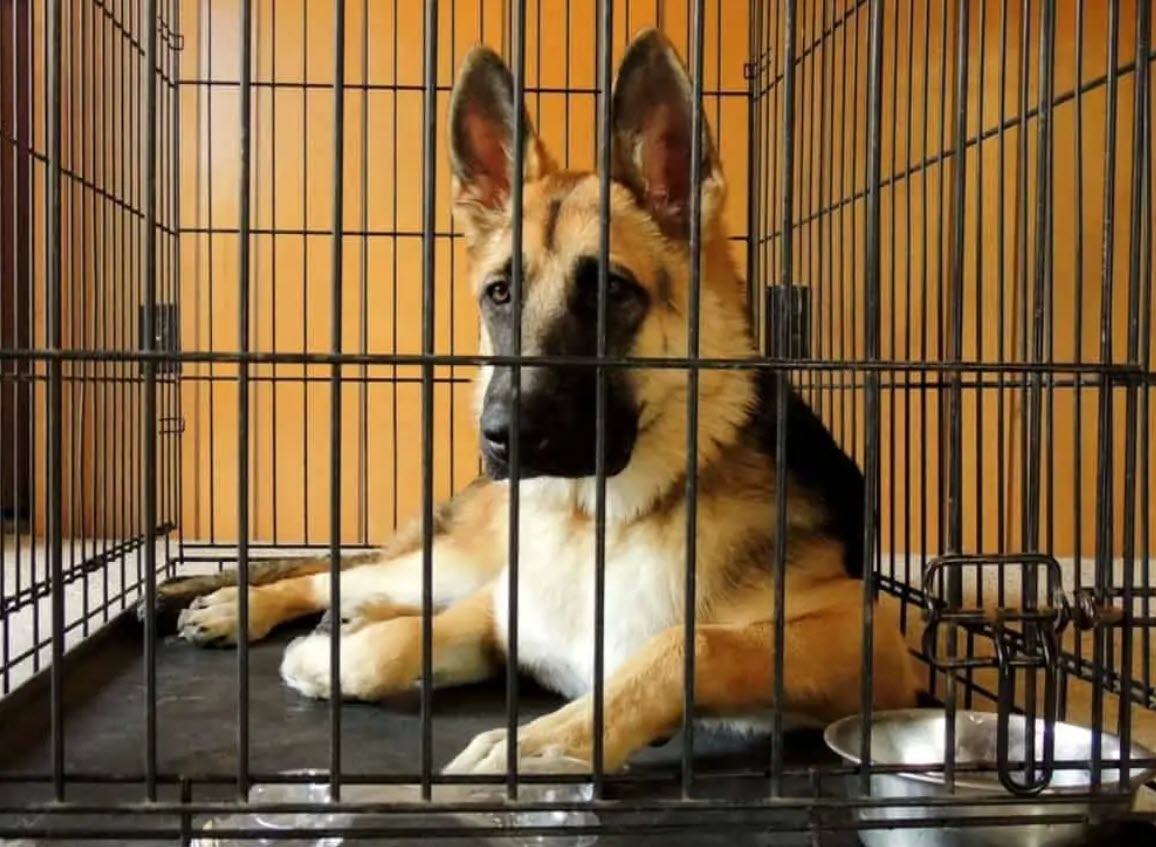 10 Best Dog Cages for German Shepherds