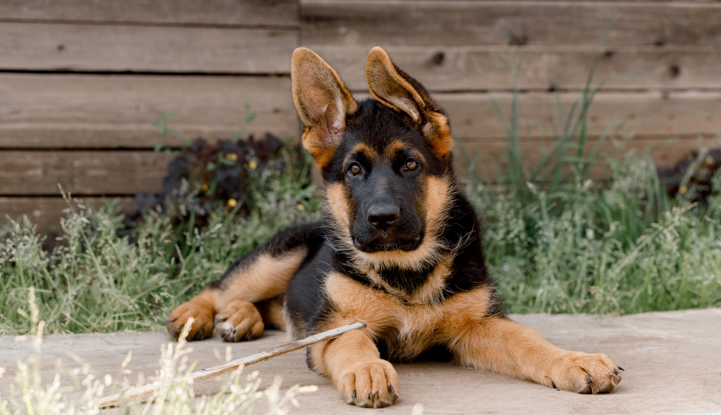 10 Best Dog Collars for German Shepherds