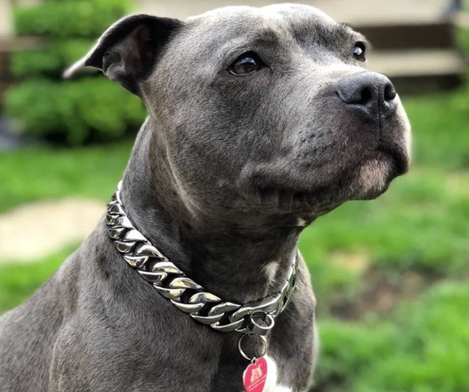 10 Best Dog Collars for Pitbulls